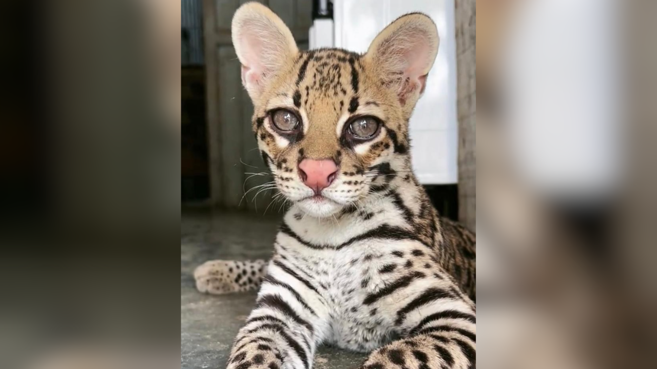 Ibama apreende jaguatirica