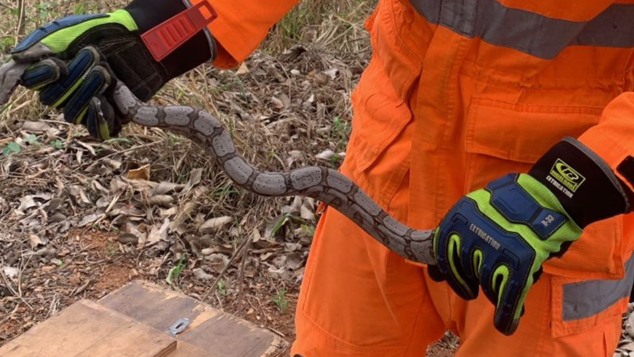 Jiboia é encontrada em quintal