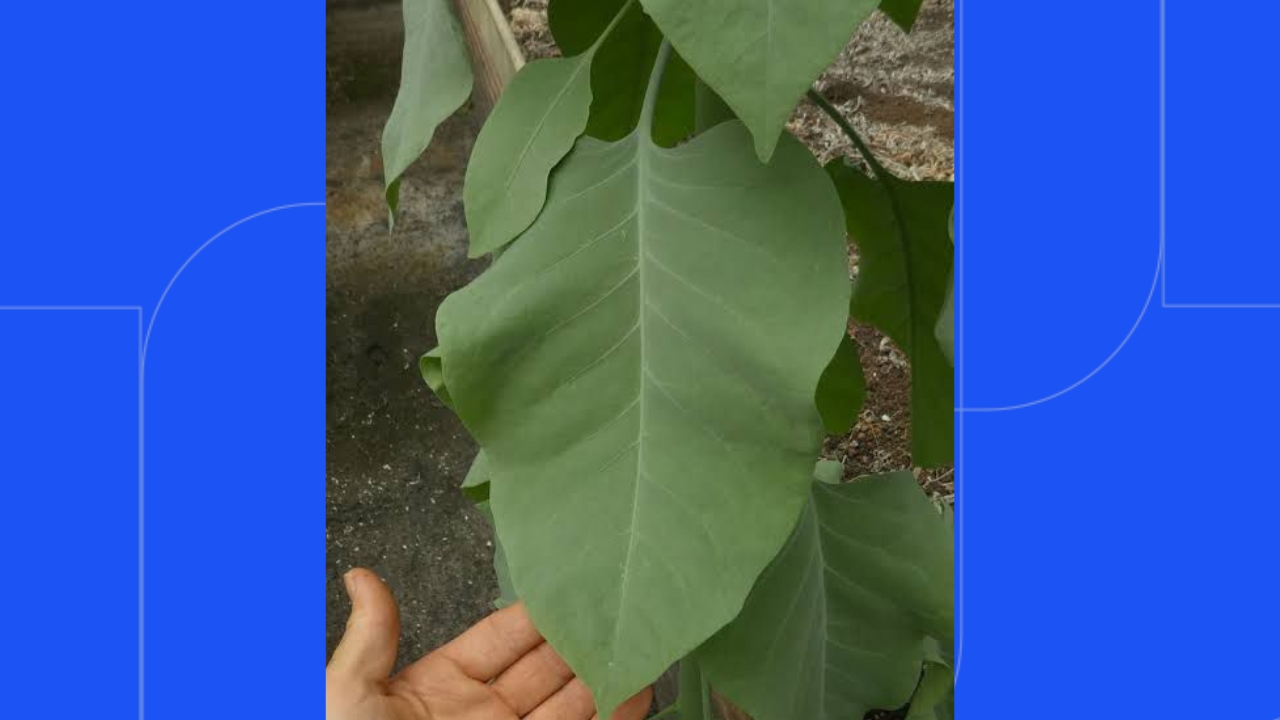 Espécie Nicotiana glauca, conhecida como “charuteira”