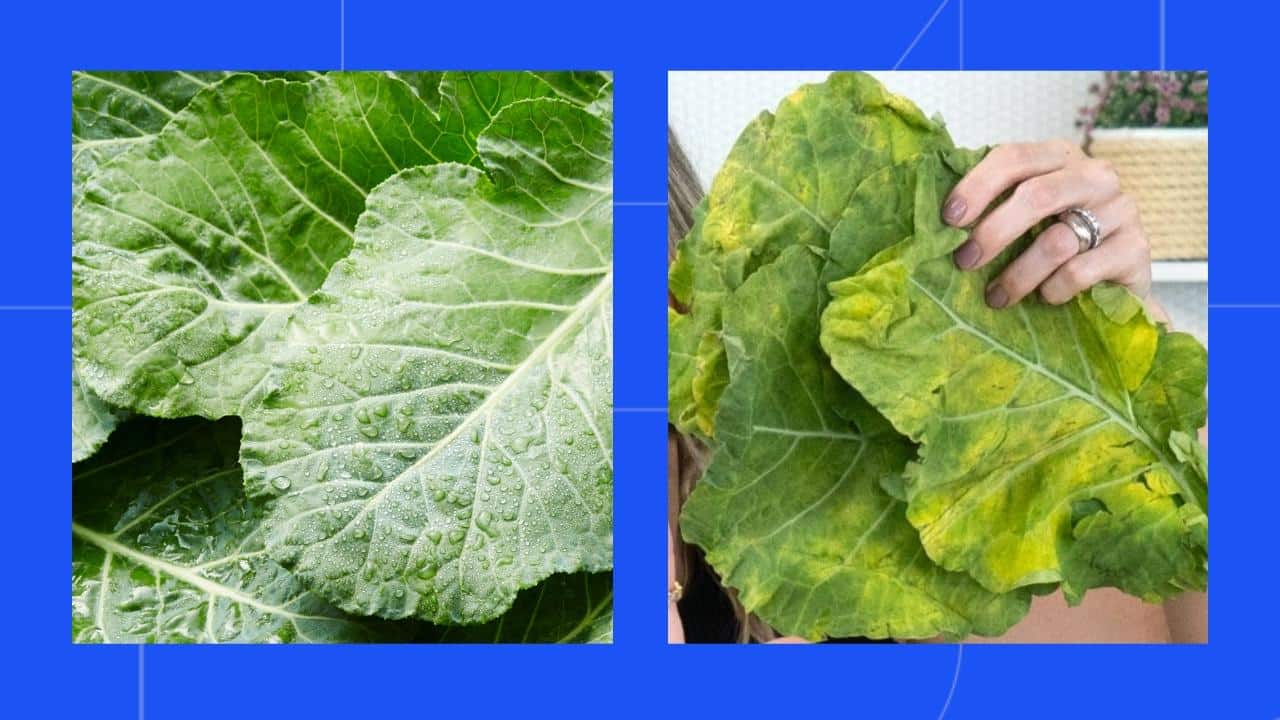 Folha de couve amarela faz mal?