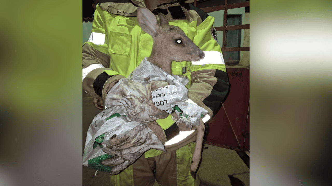 Veado atropelado é resgatado pelo Corpo de Bombeiros em Lagoa Formosa