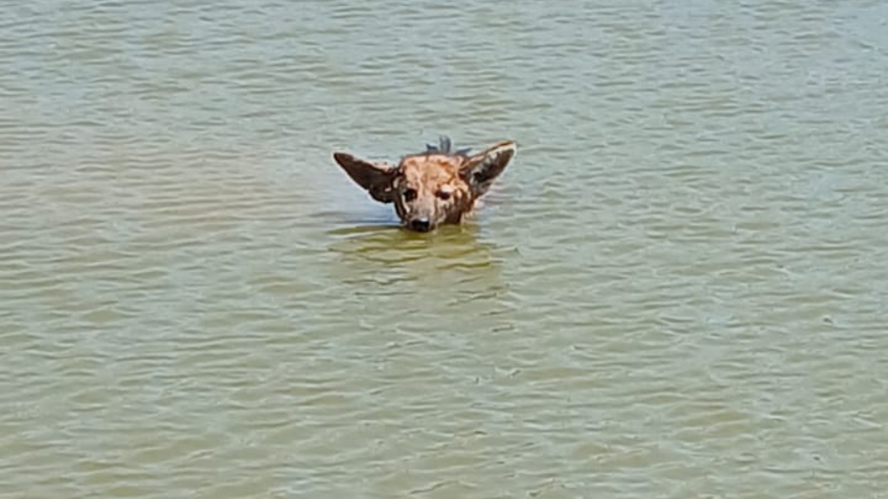 Lobo-guará na água antes do resgate da PM MAmb