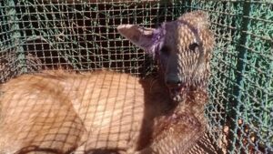 Lobo-guará resgatado ferido com arma de fogo