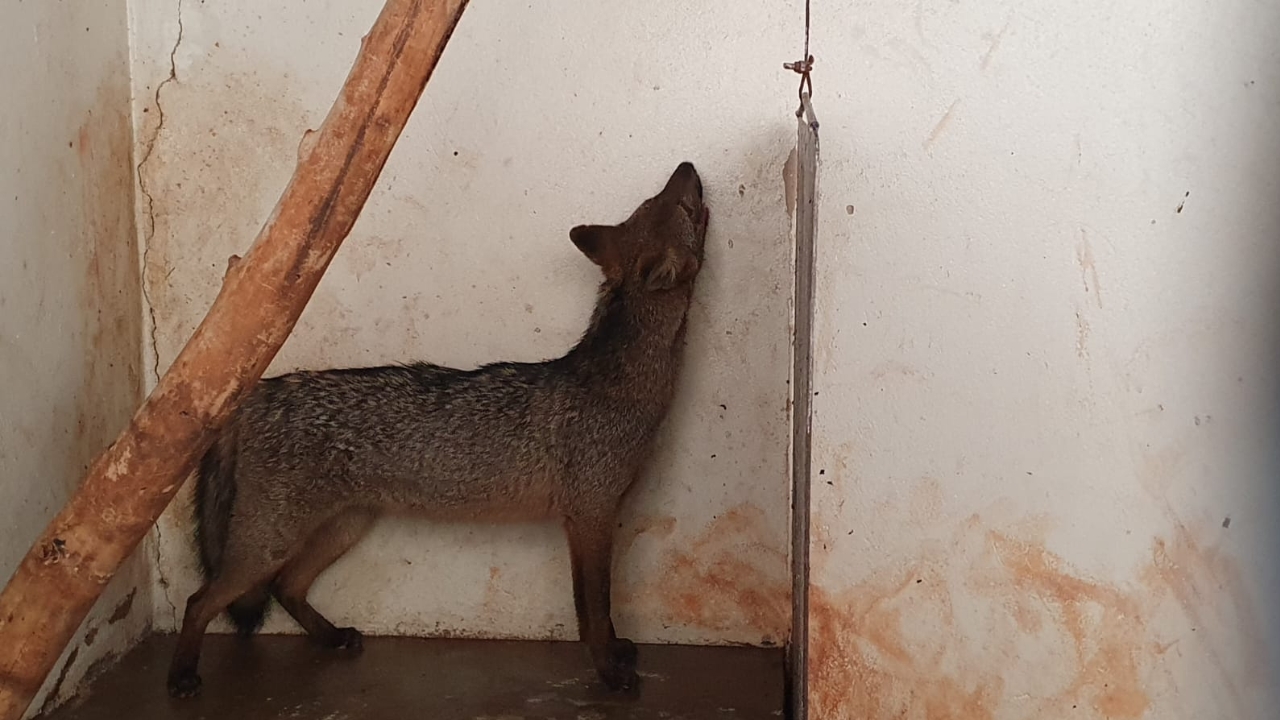 Cachorro-do-mato resgatado do condomínio em Uberlândia e levado a UFU - Crédito: Corpo de Bombeiros/Divulgação