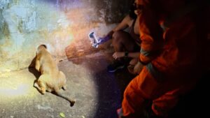 resgate de um cachorro