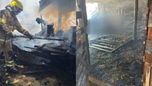 cavalos mortos em Araguari