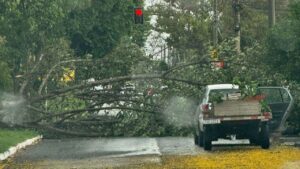 chuvas em Uberlândia derrubam árvore