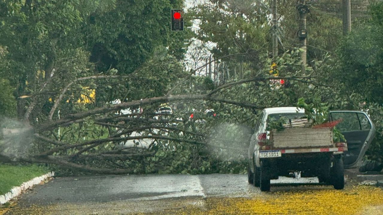 chuva em Uberlândia derruba árvore