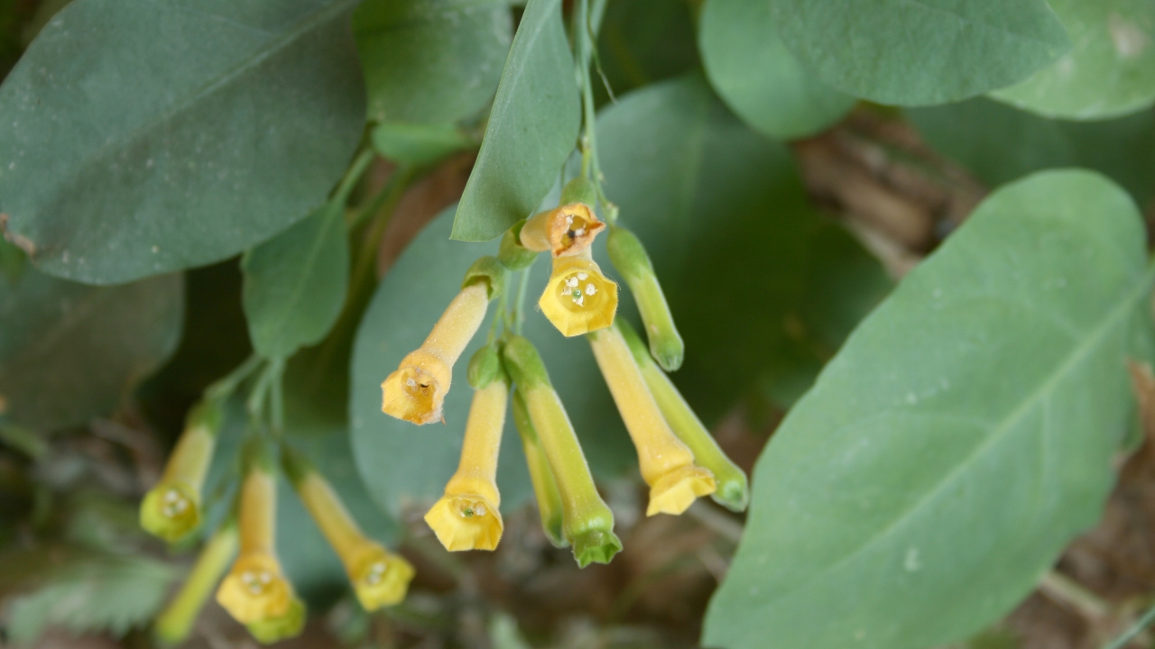 Nicotiana glauca, conhecida como falsa couve