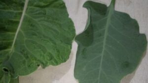 Folhas da Nicotiana glauca, conhecida como falsa couve, são parecidas com a couve comum, mas contêm substâncias neurotóxicas letais