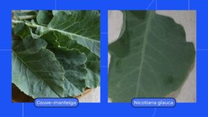 Folhas da Nicotiana glauca, conhecida como “falsa couve”, são tóxicas e podem causar paralisia mesmo após o cozimento