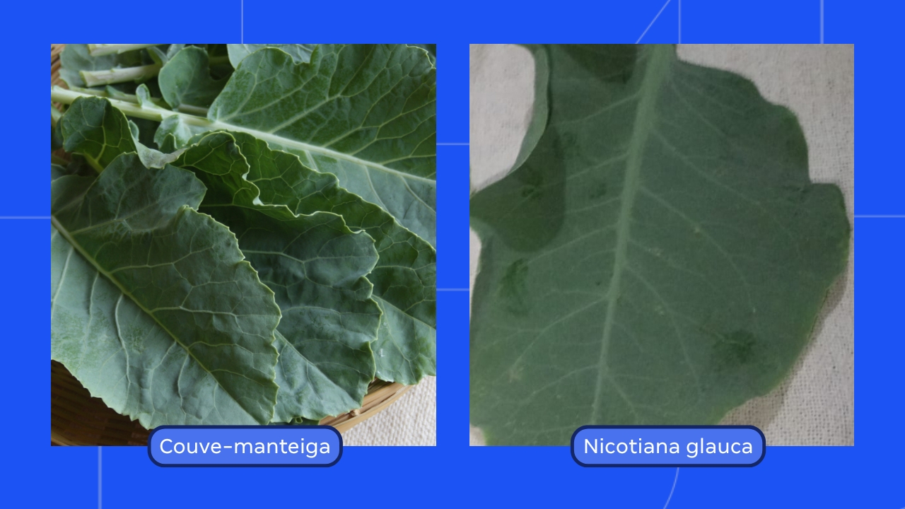Folhas da Nicotiana glauca, conhecida como “falsa couve”, são tóxicas e podem causar paralisia mesmo após o cozimento Folhas da Nicotiana glauca, conhecida como “falsa couve”, são tóxicas e podem causar paralisia mesmo após o cozimento