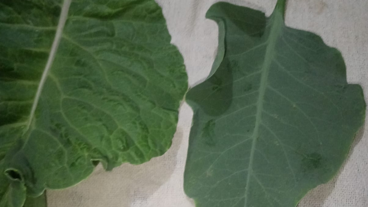 Folhas da Nicotiana glauca, conhecida como falsa couve, são parecidas com a couve comum, mas contêm substâncias neurotóxicas letais