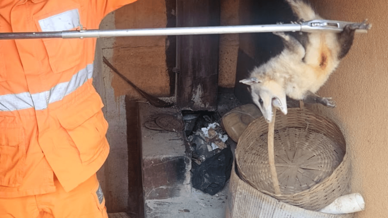 Dez gambás são capturados por bombeiros em casa no centro de Araxá