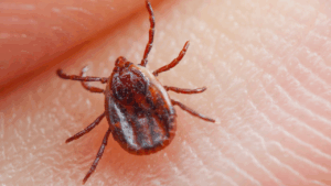 Febre maculosa é uma doença grave causada por uma bactéria transmitida pela picada do carrapato-estrela