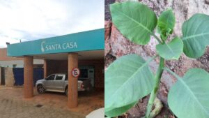 Vítimas intoxicadas por falsa couve comeram a planta Nicotiana glauca