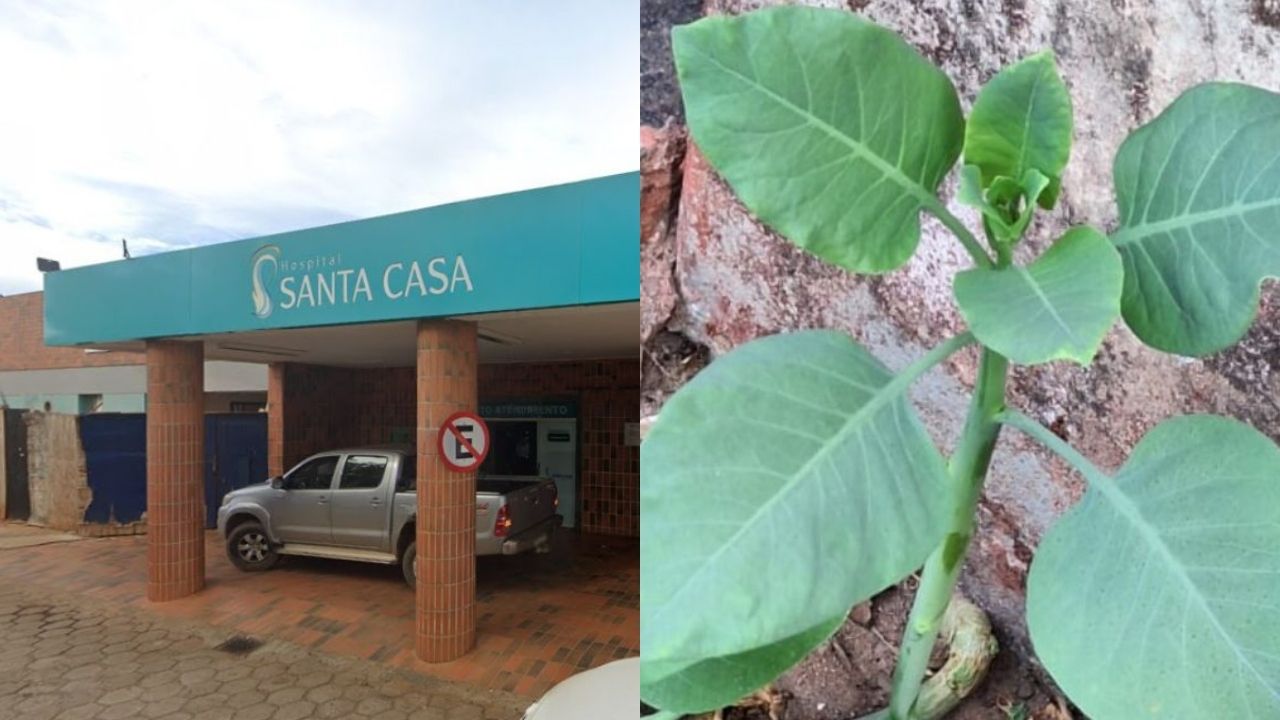 Vítimas da intoxicação por falsa couve comeram a planta Nicotiana glauca