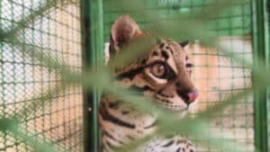 Jaguatirica é resgatada por Corpo de Bombeiros em Rio Paranaíba dentro de gaiola