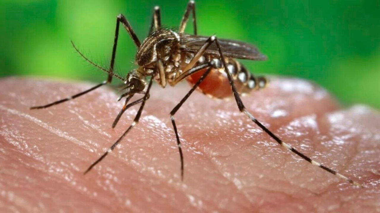 mortes por dengue em uberlândia mortes por dengue em uberlândia