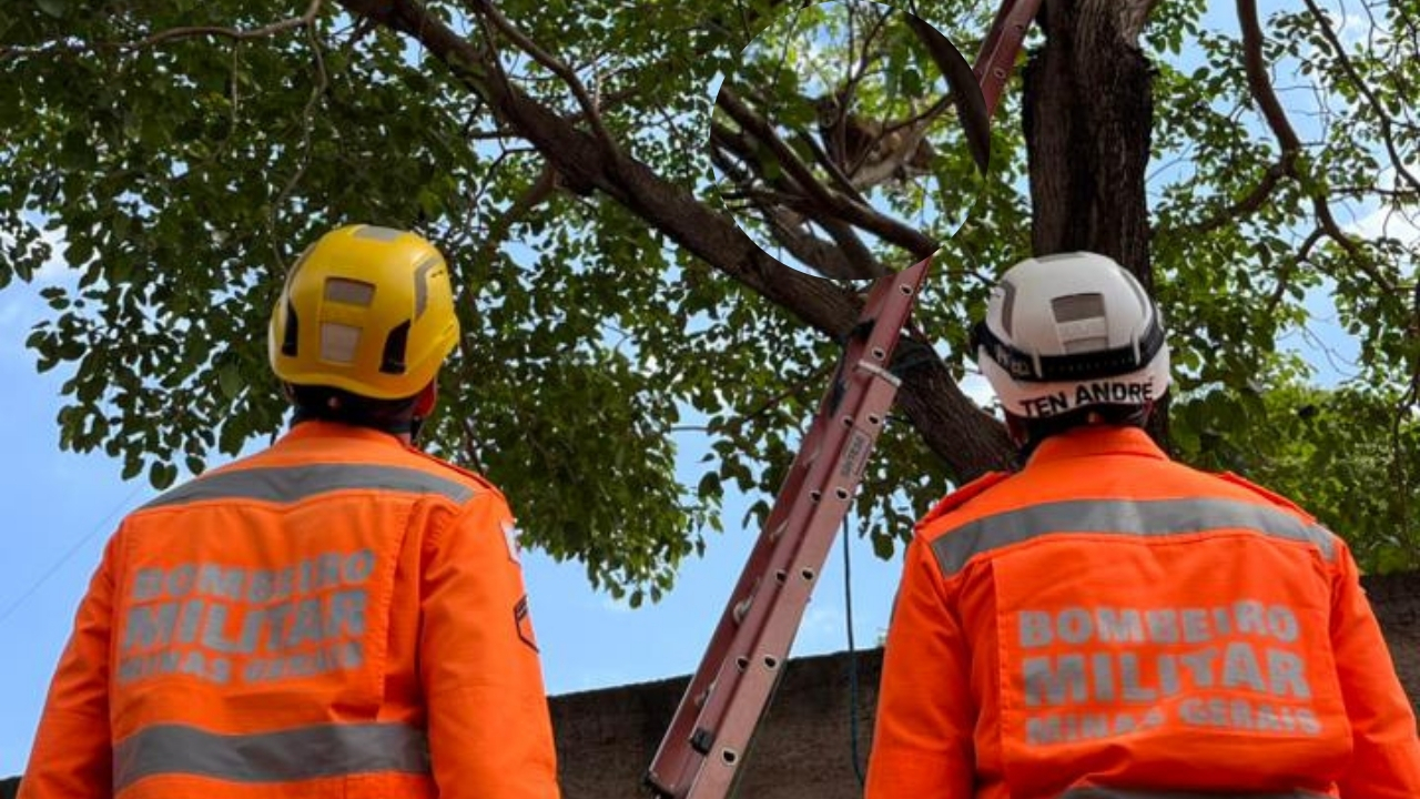 Onça em Chaveslândia