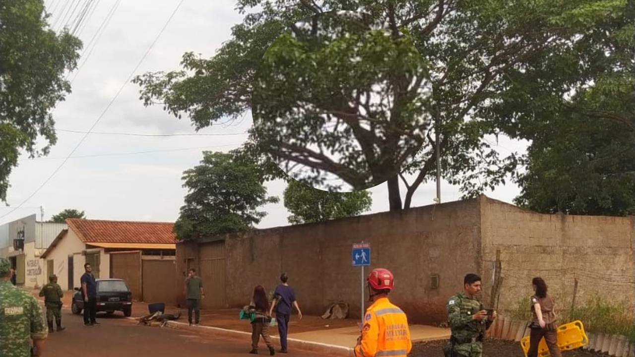 Onça-parda vira atração em Chaveslândia e continua no alto de árvore há três dias
