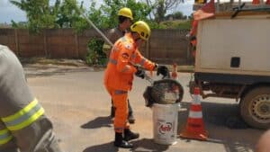 Ouriço sobe em poste e é resgatado pelo Corpo de Bombeiros