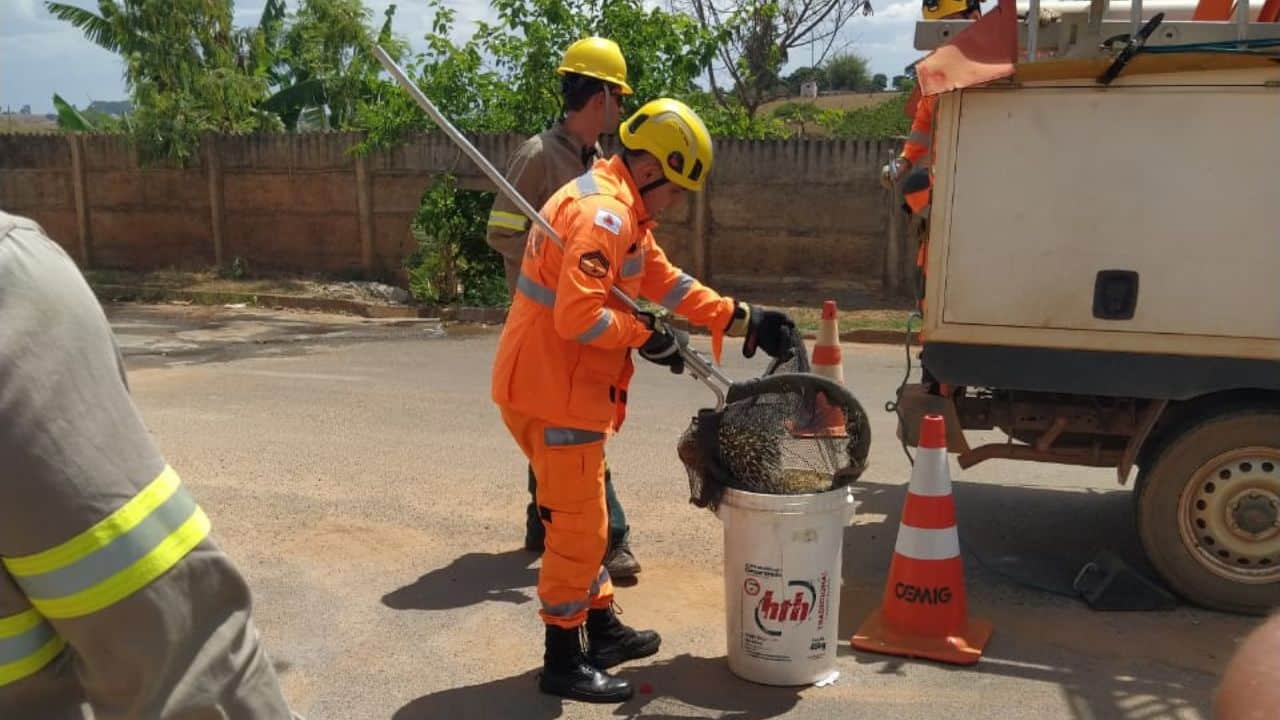 Ouriço preso em poste é resgatado por Bombeiros em Patos de Minas