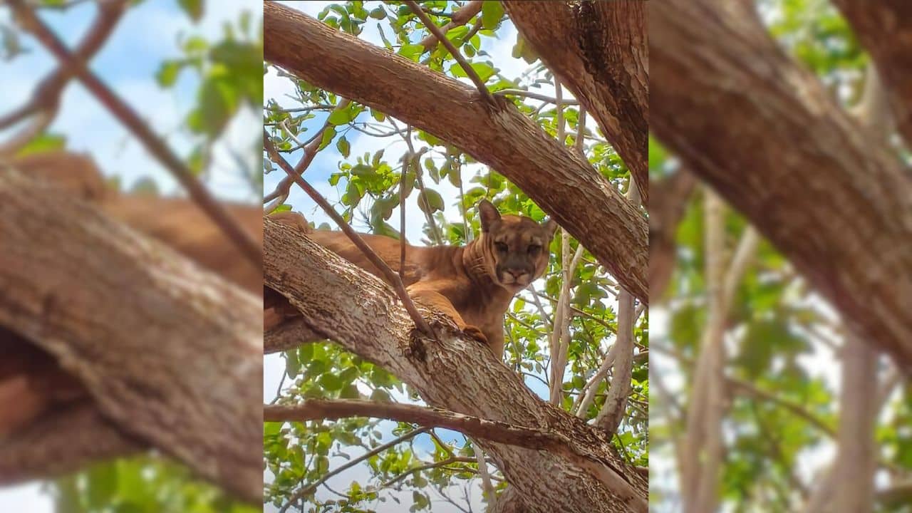 Onça-parda sobre em árvore em Chaveslândia