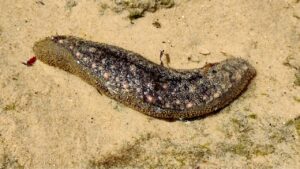 Pepino-do-mar no fundo do oceano