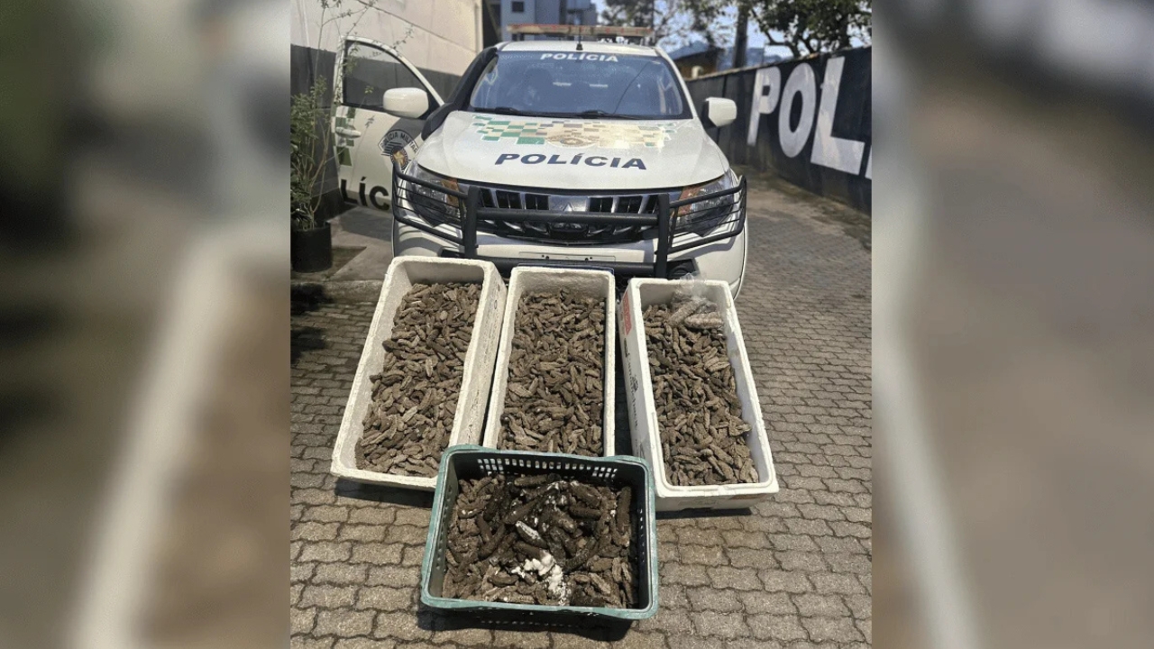 Polícia do Meio Ambiente posta quilos de pepinos-do-mar que seriam contrabandeados