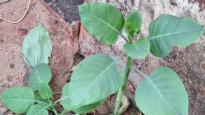 planta tóxica