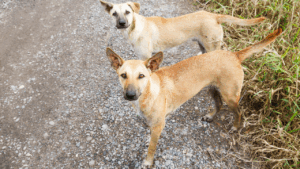 Uberlândia investe em políticas permanentes de proteção animal contra abandono e maus-tratos