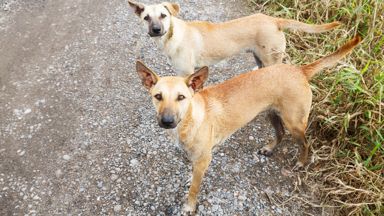 Uberlândia investe em políticas permanentes de proteção animal contra abandono e maus-tratos