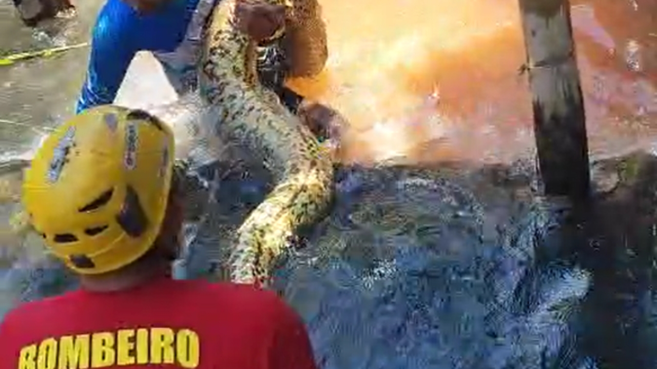 sucuri gigante sendo resgatada por bombeiros em hotel do Rio Guente.