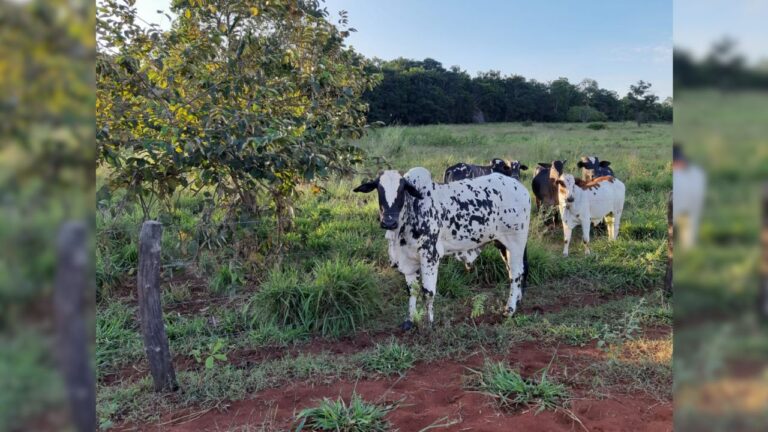 Pecuária em Uberlândia