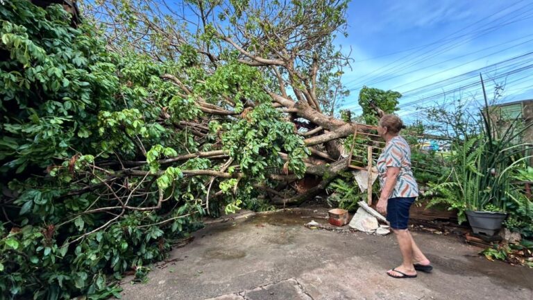 Chuva em Uberlândia provocou queda de árvore no bairro Laranjeiras, deixou dois idosos sem energia elétrica e causou estragos após ventos superiores a 90 km/h