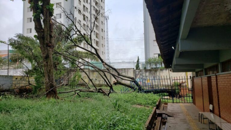 Chuva em Uberlândia provoca queda de árvore