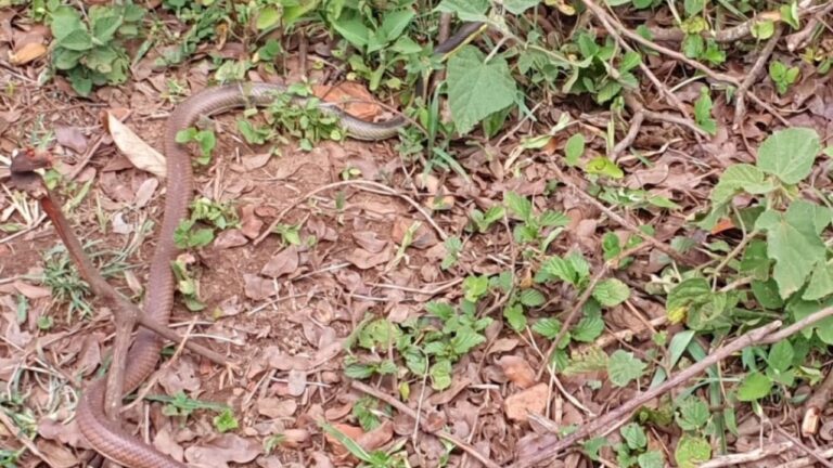 Resgate de cobra em Uberlândia mobiliza Bombeiros no Martins; animal foi capturado e devolvido à natureza
