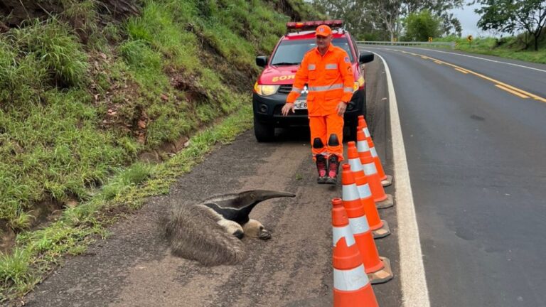 Resgate de tamanduá-bandeira foi realizado pelo Corpo de Bombeiros na BR-262, em Araxá, após alerta de motoristas