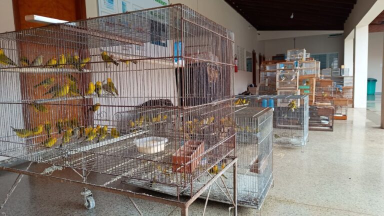 cativeiros irregulares de aves