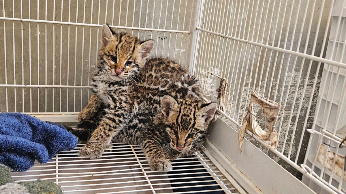 Filhotes de jaguatirica cuidados pelo HVU de Uberaba em 2025