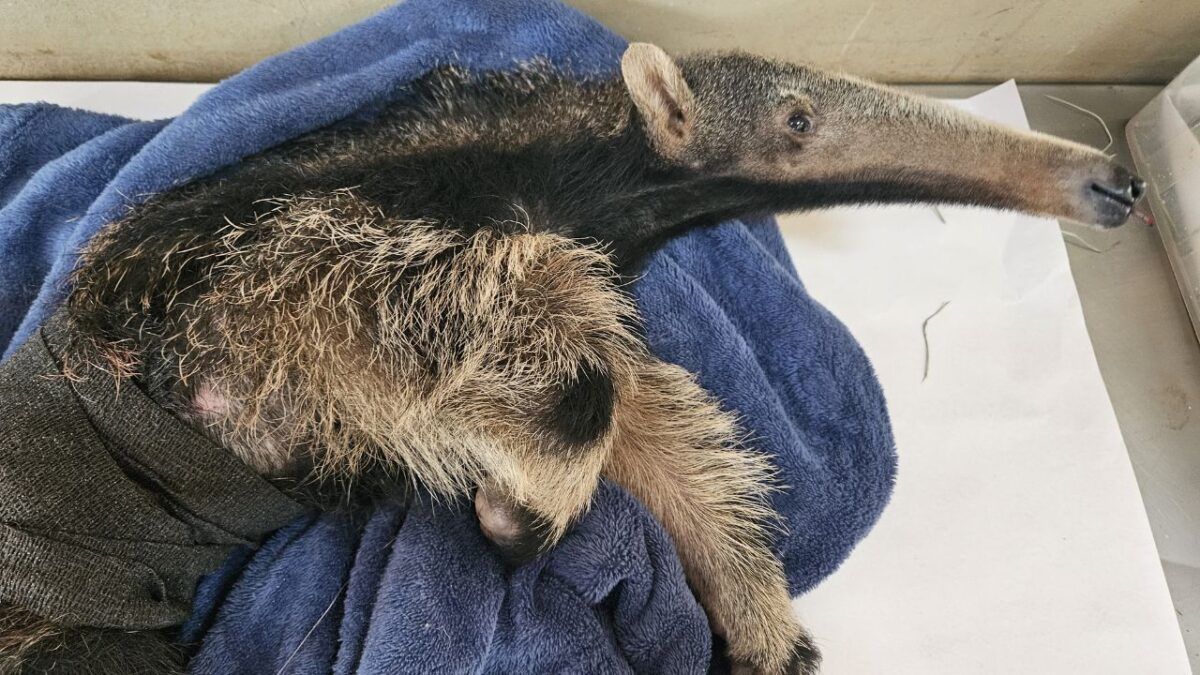 Tamandua cuidado pelo HVU de Uberaba