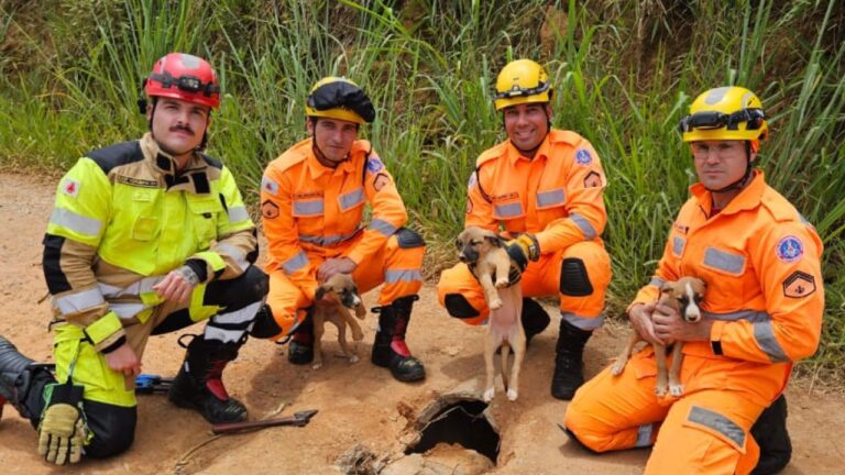 bombeiros resgatam três filhotes