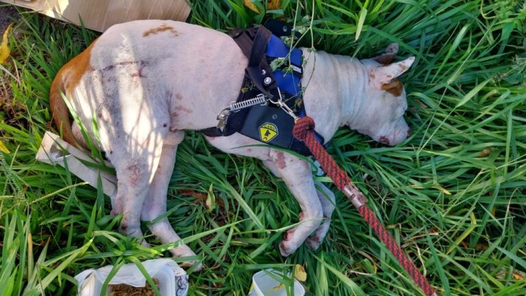 Cachorro espancado está aos cuidados de moradora que resgatou o animal