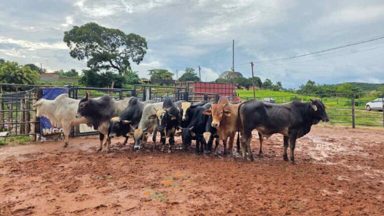 Furto de gado em Estrela do Sul