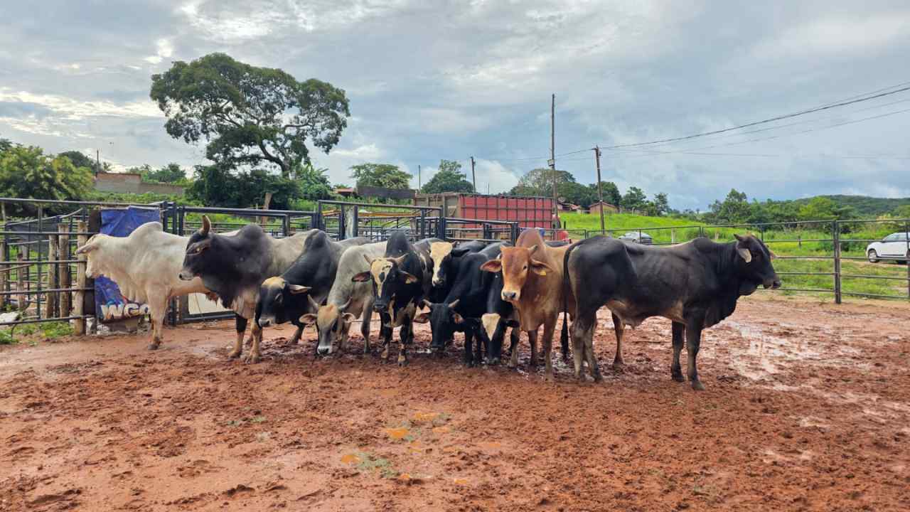 GADO FURTADO em Estrela do Sul