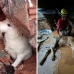 Cãozinho e boi são resgatados de tragédia em Juiz de Fora e Ubá