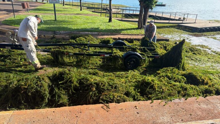 Prainha de Cachoeira Dourada coberta por macrófitas, formando um “tapete verde” que impede o lazer e afeta o turismo loca