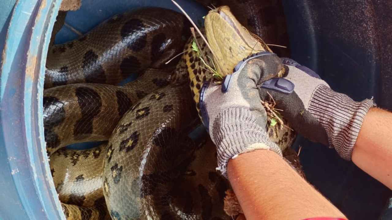 Cobras no Triângulo Cobras no Triângulo