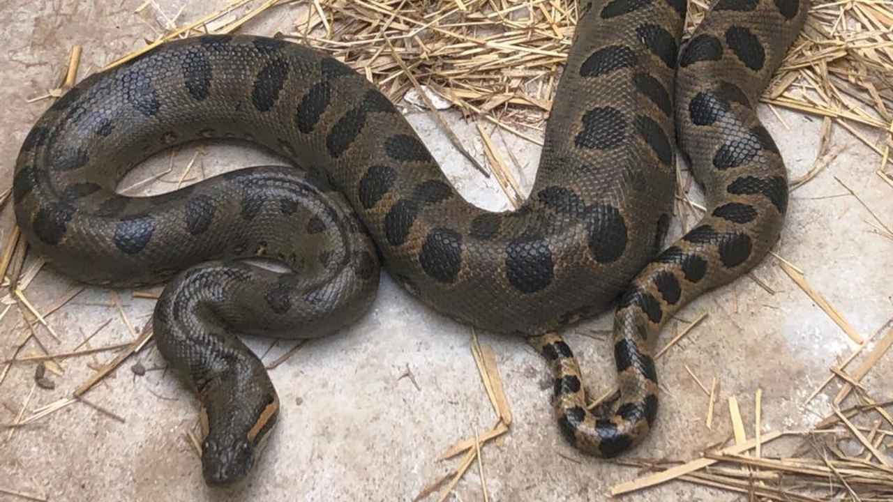 Cobras no Triângulo Cobras no Triângulo